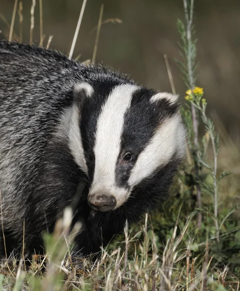 Badger, Meles meles — Stock Photo, Image