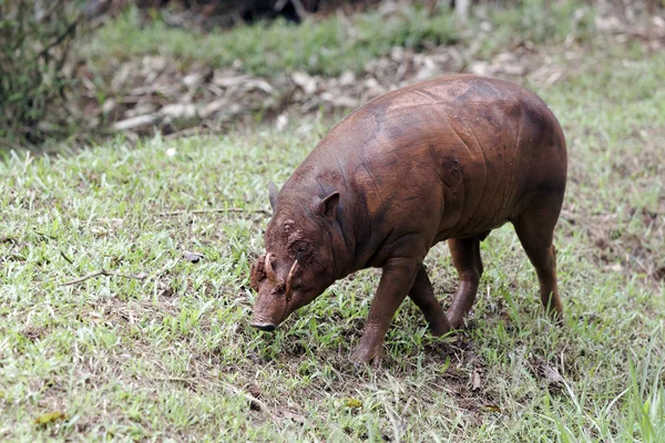 Babiroussa, Babyrousa celebensis — Photo