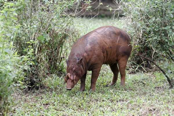 Babirusa, Babyroussa celebensis — Fotografia de Stock