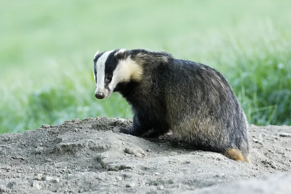 Badger, Meles meles — Stock Photo, Image