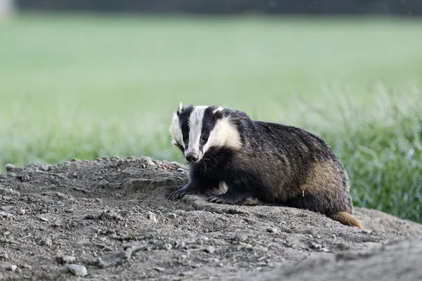 Badger, Meles meles — Stock Photo, Image