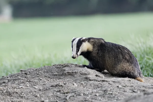 Badger, Meles meles — Stock Photo, Image