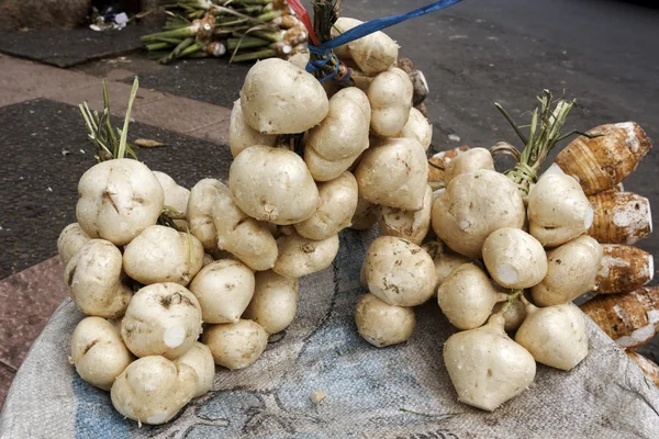 Bengkoang, rot gröda — Stockfoto