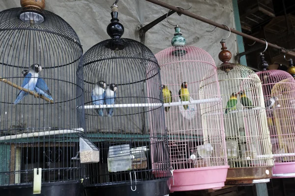 Čistička ptačí trh, jakarta — Stock fotografie