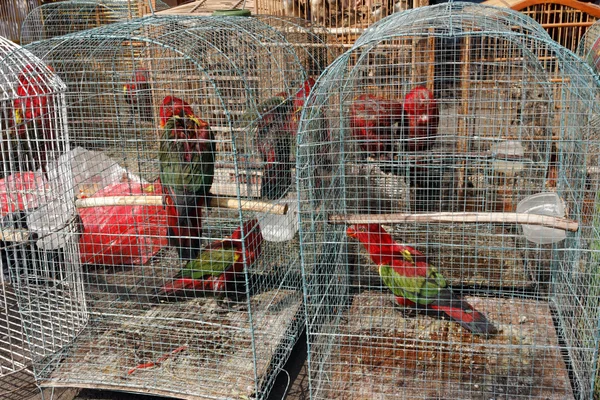 Pramuce ptak rynku, Dżakarta, Indonezja — Zdjęcie stockowe