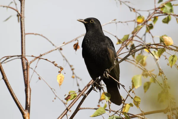 Merel, turdus merula — Stockfoto