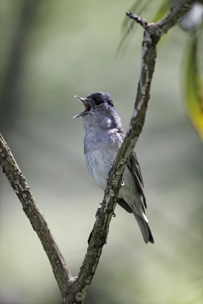 Blackcap, Sylvia atricapilla — Stock Photo, Image