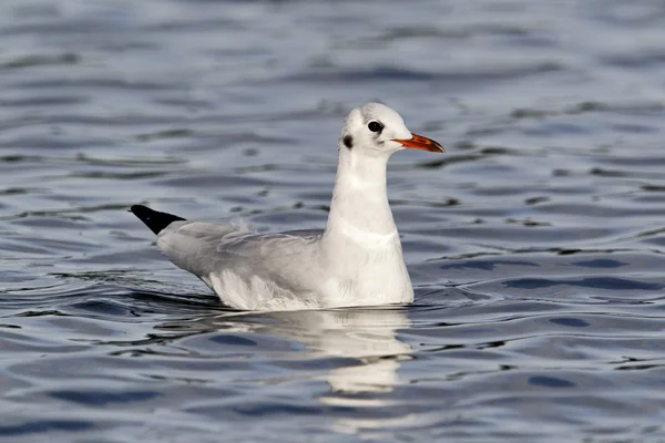 Gabbiano dalla testa nera, Chroicocephalus ridibundus — Foto Stock