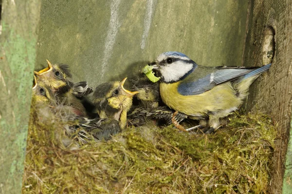 Blåmes, parus caeruleus — Stockfoto