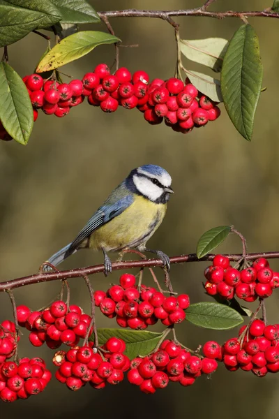 Seios Azuis, Parus caeruleus — Fotografia de Stock