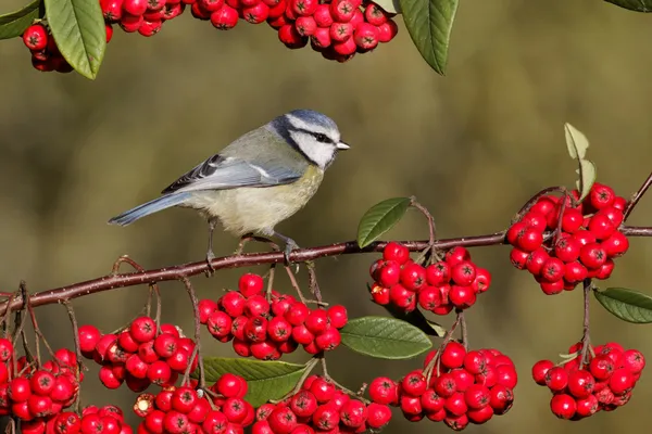 Teta azul, Parus caeruleus — Foto de Stock