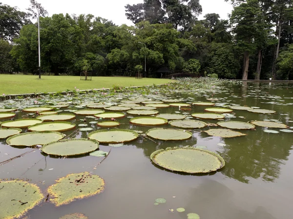 Богорский ботанический сад — стоковое фото