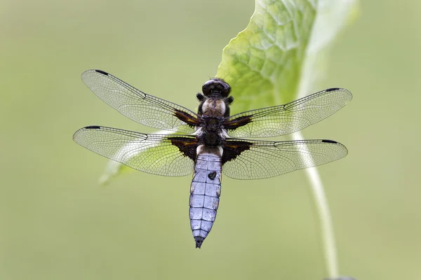 Perseguidor de corpo largo, Libellula depressa — Fotografia de Stock