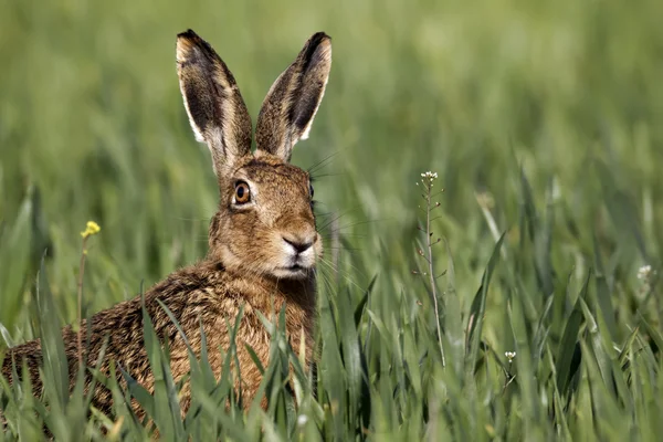 Lebre castanha, Lepus europaeus — Fotografia de Stock