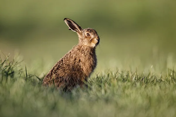 Коричневый заяц, Lepus europaeus — стоковое фото