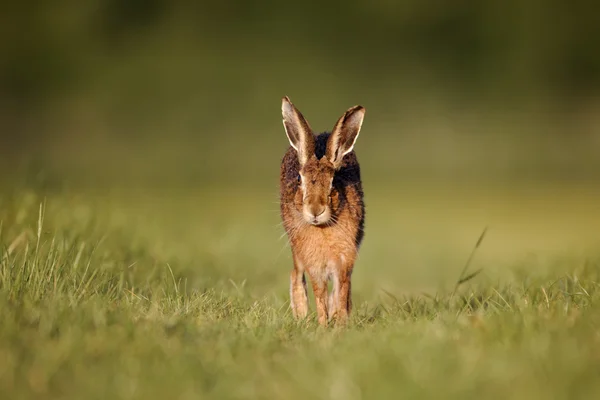 茶色のノウサギ、europaeus — ストック写真