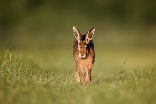 Bruin Haas, lepus europaeus — Stockfoto