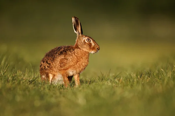 Hnědé zajíc lepus europaeus — Stock fotografie