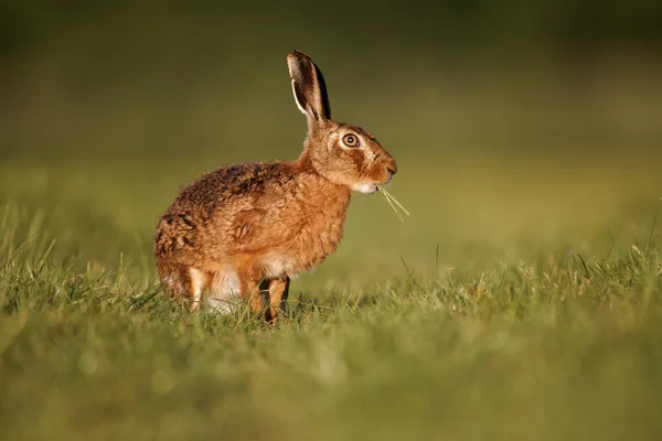 Lebre castanha, Lepus europaeus — Fotografia de Stock