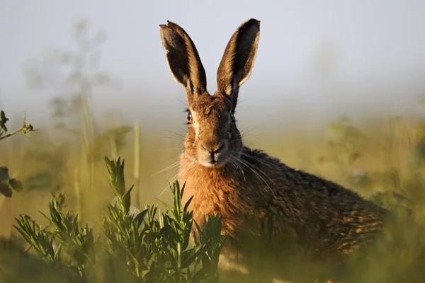 Заєць-коричневий, зайця-europaeus — стокове фото