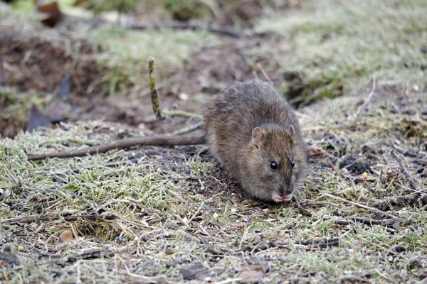 Brown rat, Rattus norvegicus — Stock Photo, Image