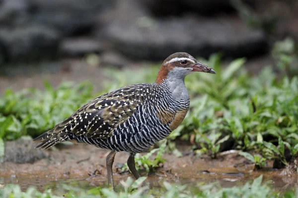 浅黄色带状铁路、 gallirallus philippensis — 图库照片