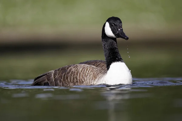 Ganso do Canadá, Branta canadensis — Fotografia de Stock