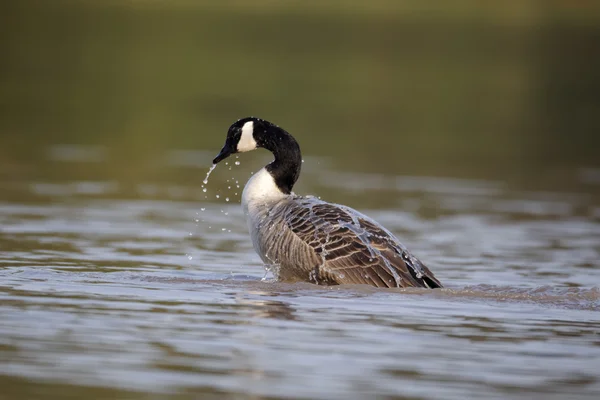 Kanada husa, Branta canadensis — Stock fotografie