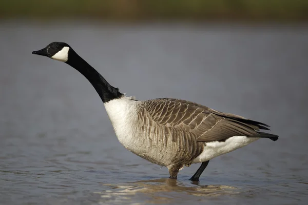 Canada oca, Branta canadensis — Foto Stock