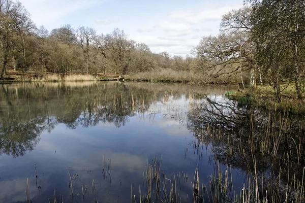 Cannop Ponds, Forest of Dean — Stockfoto