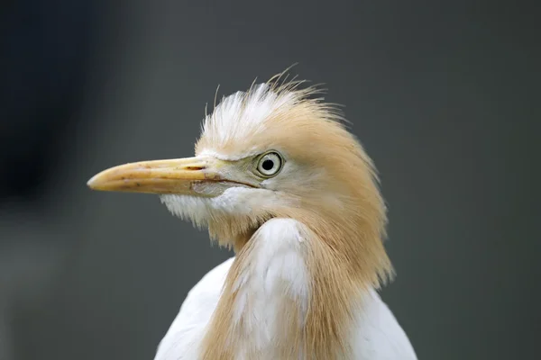 Bovinocultura, Bubulcus ibis — Fotografia de Stock