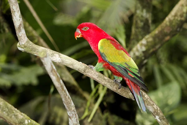 Lori parlanchín, Lorius garrulus — Foto de Stock