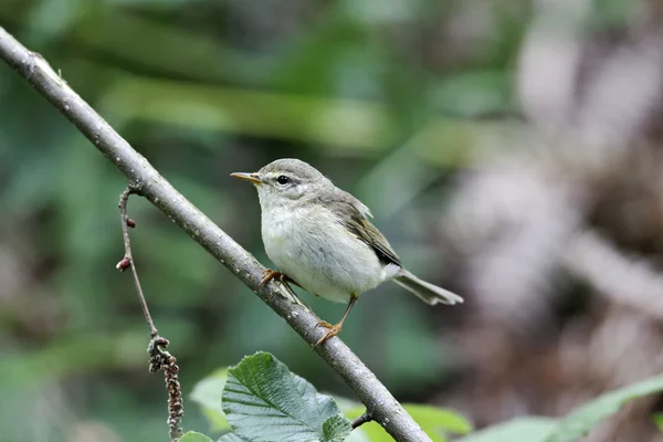 Budníček menší, phylloscopus collybita — Stock fotografie