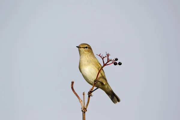 Budníček menší, phylloscopus collybita — Stock fotografie