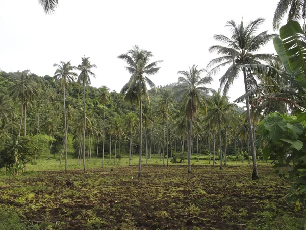 Кокосовые плантации — стоковое фото