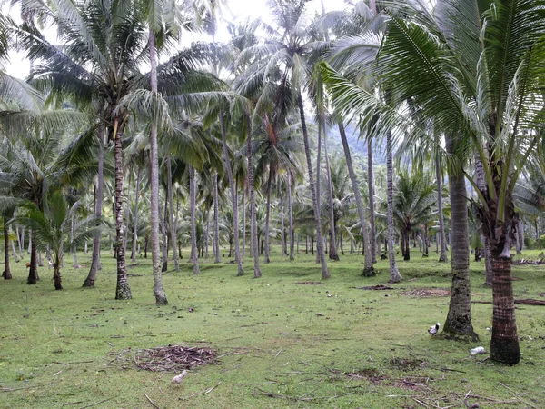 椰子种植园 — 图库照片