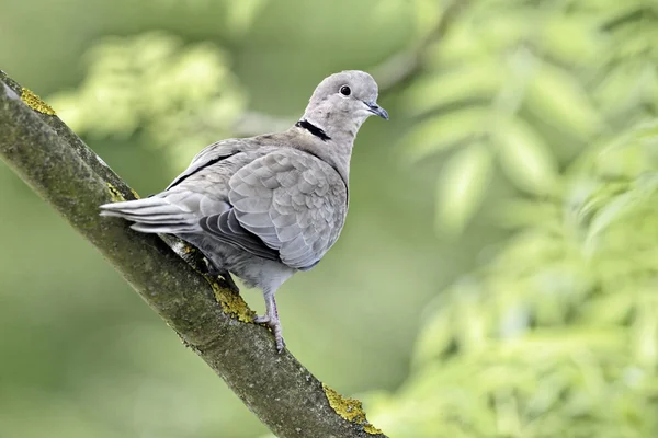 襟付き鳩、streptopelia decaocto — ストック写真