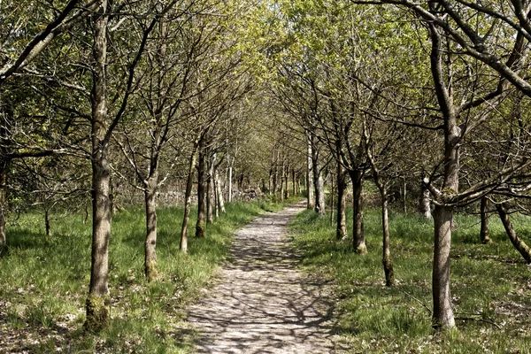 Réserve de la RSPB de Combe Valley — Photo