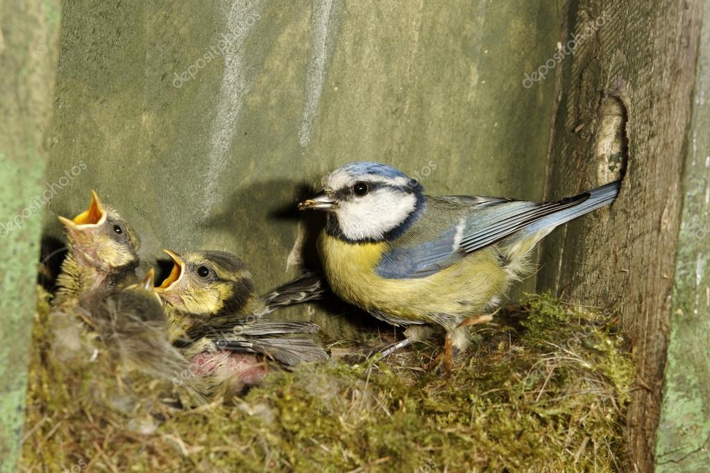 Attracting blue tits to your garden