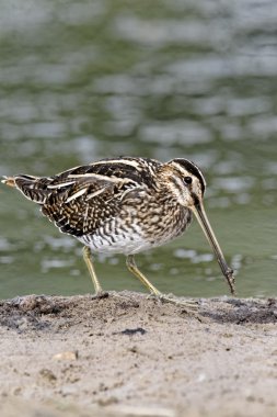 Ortak Snipe, Gallinago gallinago