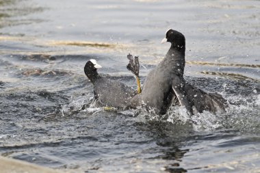 Coot, Fulica atra