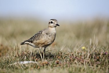 Dotterel, Charadrius morinellus