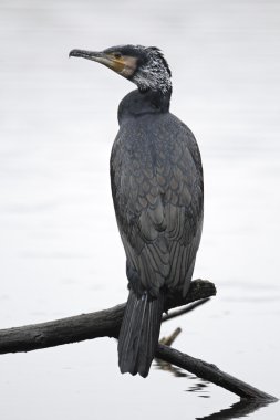 karabatak phalacrocorax carbo