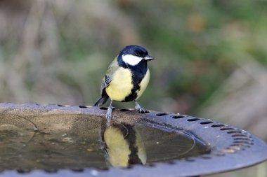 büyük baştankara parus major