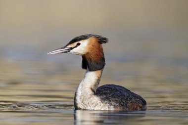 büyük tepeli batağan, podiceps cristatus