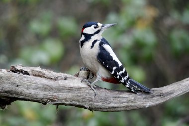 büyük bir ağaçkakan, dendrocopos major