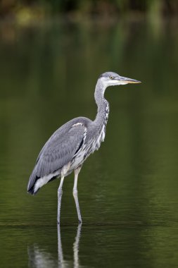 Gri balıkçıl, Ardea cinerea