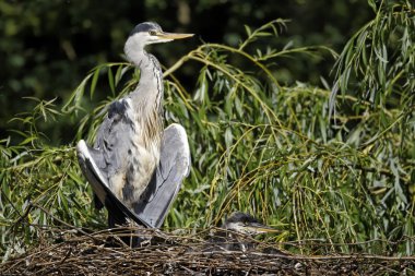 Gri balıkçıl, Ardea cinerea