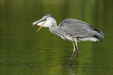Gri balıkçıl, Ardea cinerea