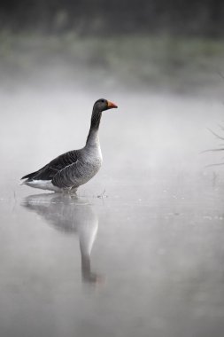 Boz kaz, anser anser